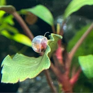 Meet your Posher, Glennis